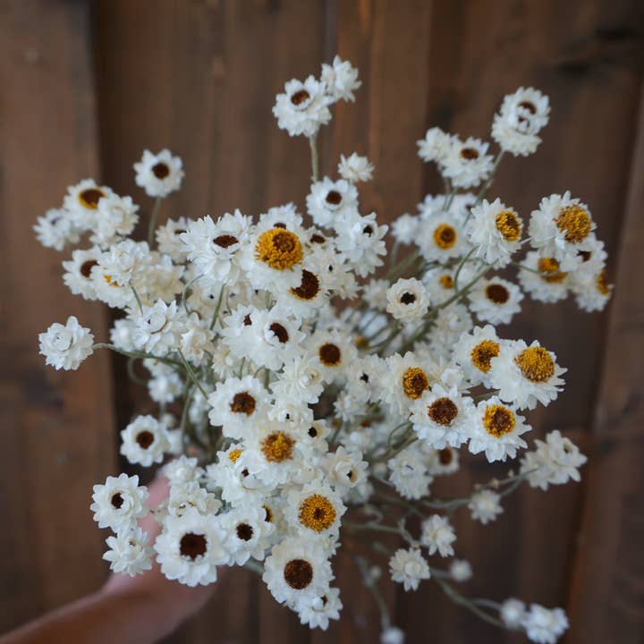 Dried Ammobium Bouquet for wholesale by Gallup Homestead