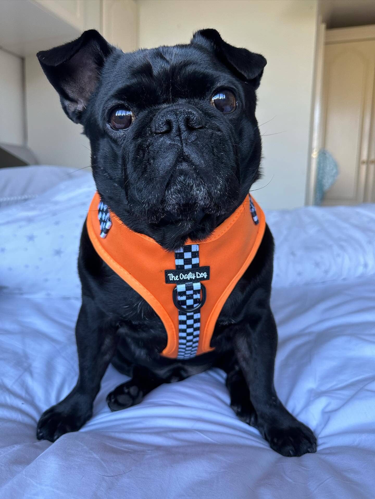 The Crafty Dog Co – Großhandel Haustiergeschirr – Hund – McLawren Harness - McLaren Orange kariert PawFormula 1 F111