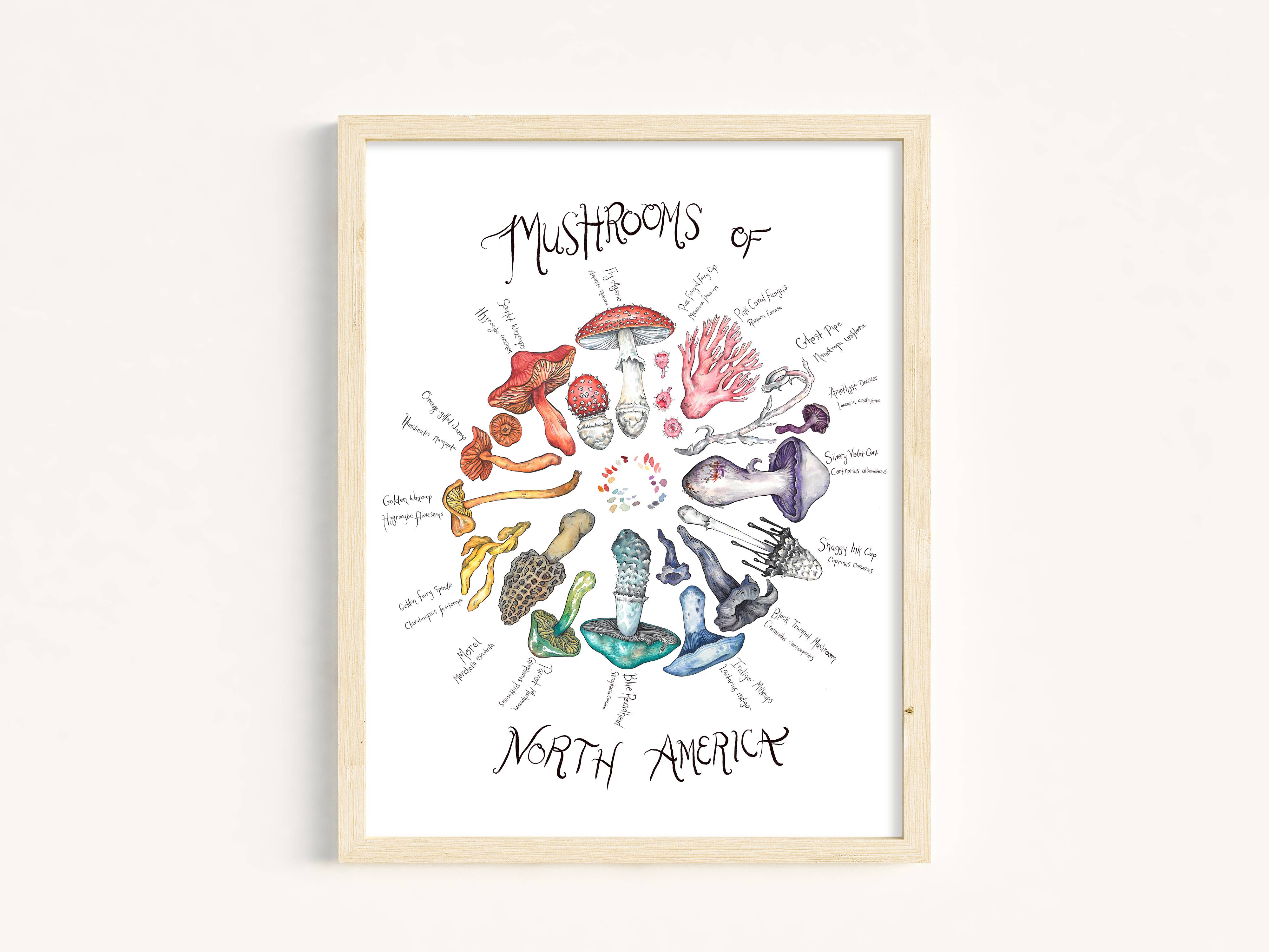 Claire Loon Baldwin Illustration - Wholesale Art Print - Mushrooms of North America Art Print