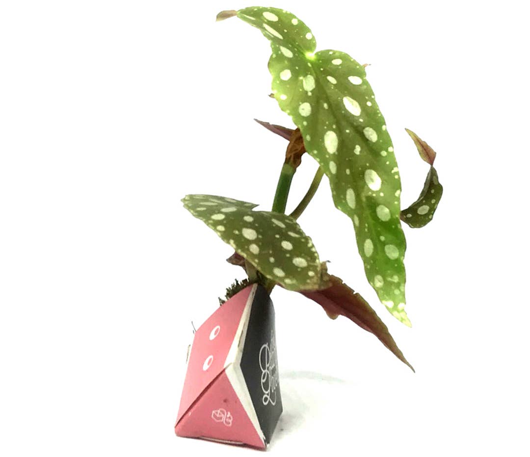 OriBon - Wholesale DIY Craft Kit - 3 OriBon - Modern collection8