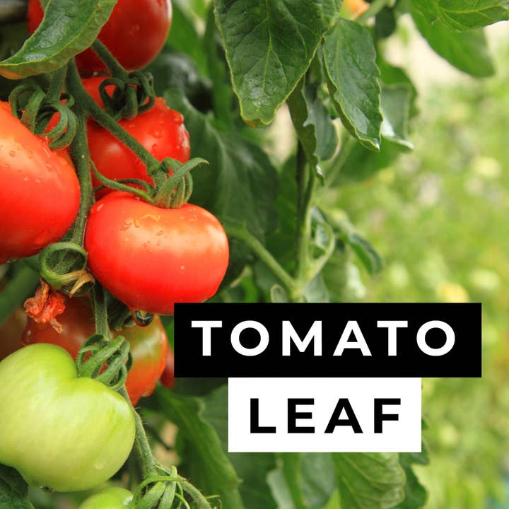 Tomato Leaf Candle for wholesale by ELM Candle Bar