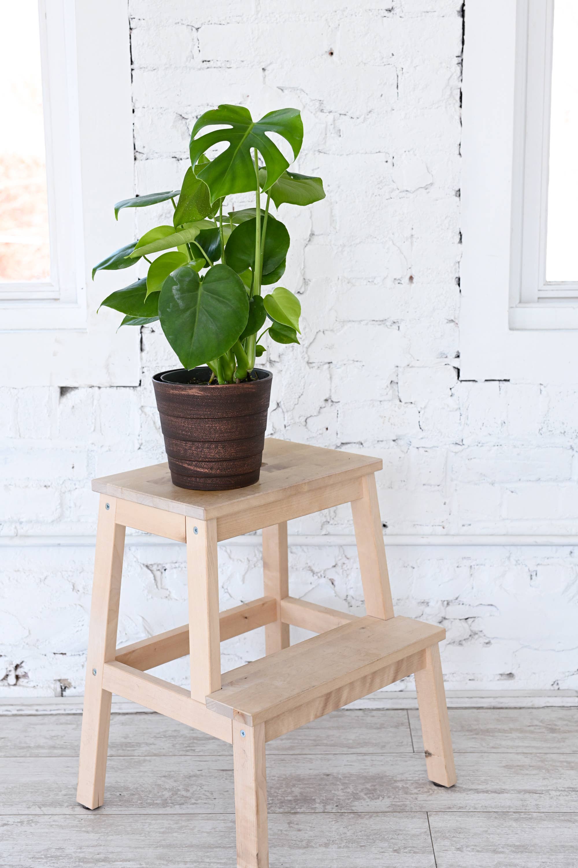 Thorsen's Greenhouse - Wholesale Live Plant - Monstera Deliciosa - Live Plant5