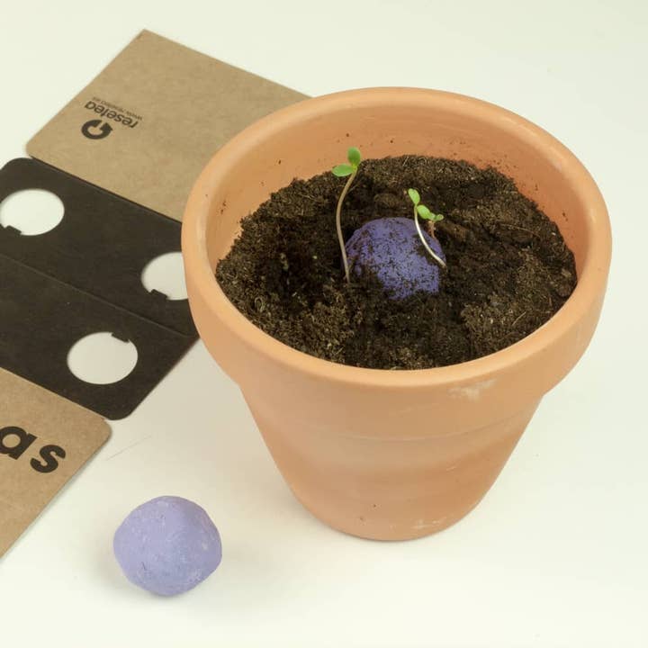 Resetea - Wholesale Plant Seeds - Biodiversity bombs "Purple wildflowers" 💜2