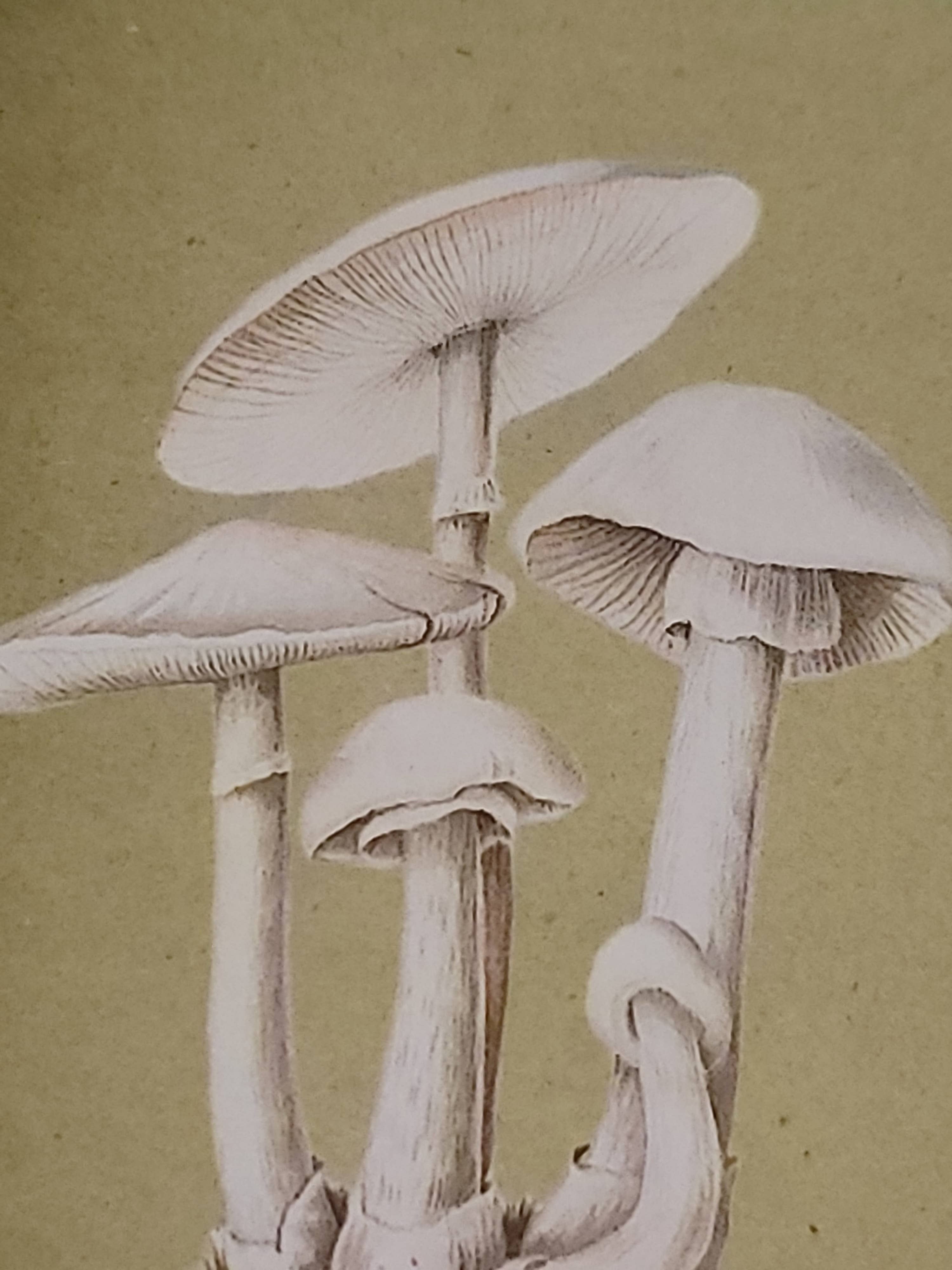 Superior Dry Goods - Wholesale Matches - "Natural 'Shrooms!" Handmade Decorator Matchbox Lot8