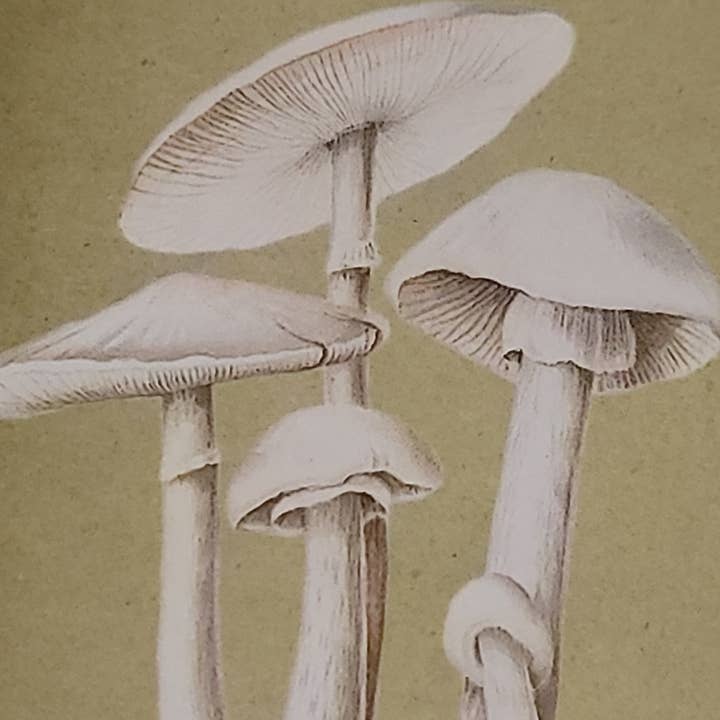 Superior Dry Goods - Wholesale Matches - "Natural 'Shrooms!" Handmade Decorator Matchbox Lot8