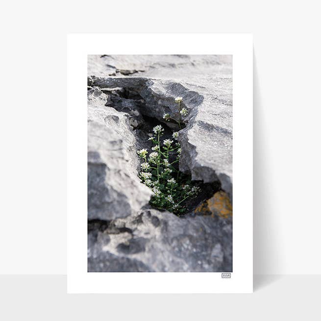 Sheltered Growth | Doolin | County Clare | Irlanda por atacado de SIAR Photography