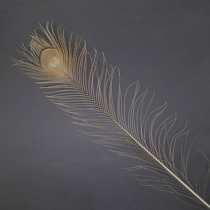 Pfauenaugen gebleicht/gefärbt - Eierschale 30-40" - 10 Stück für den Großhandel von Zucker Feather Products