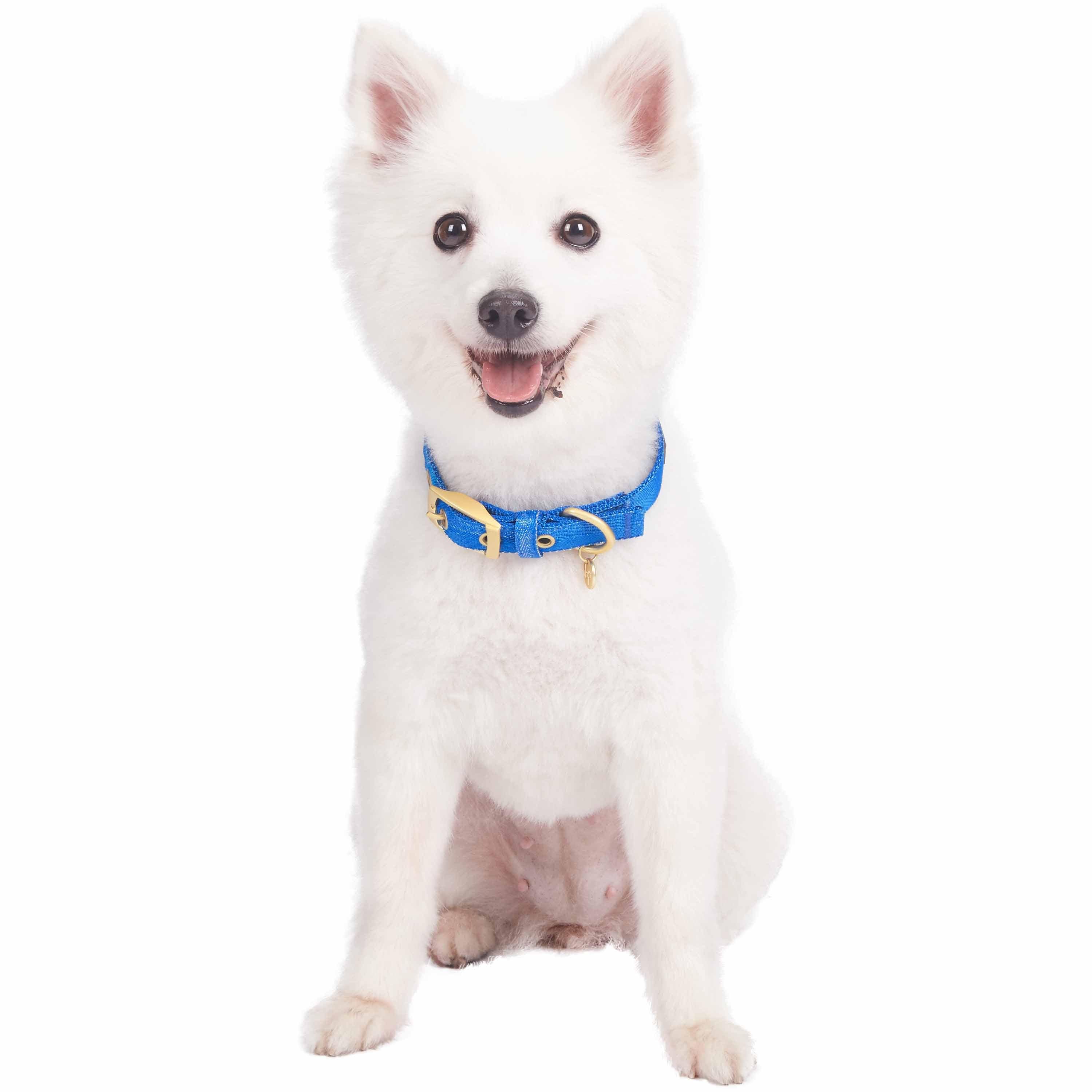 Blueberry Pet – coleira - Cão por atacado – A mais cobiçada designer de fio metálico para cão16