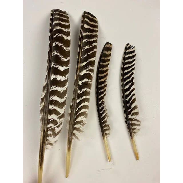 Zucker Feather Products - Wholesale Feathers - Barred Turkey Pointer Feathers - Right Wing - 12 PC5