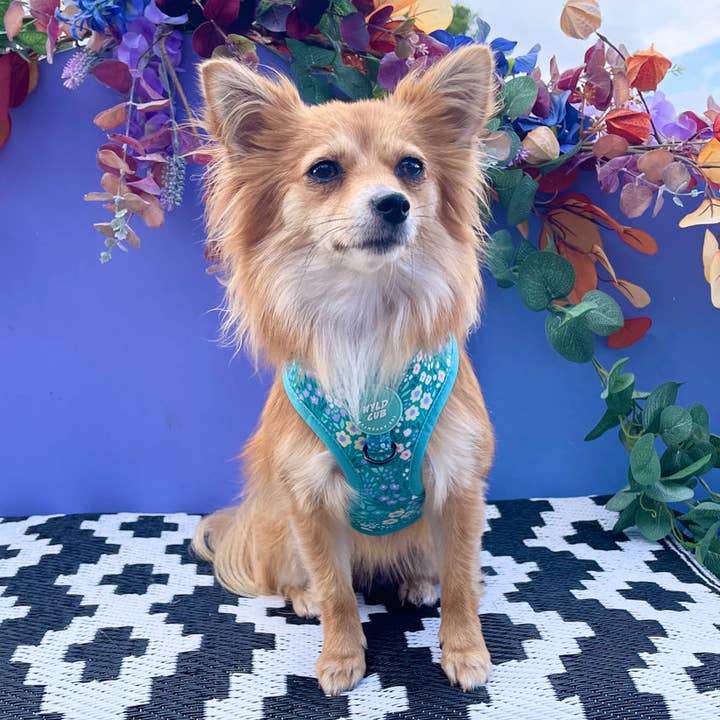 WYLD CUB - Wholesale Pet Harness - Dog - Adjustable Dog Harness: Notting Hill Mint25