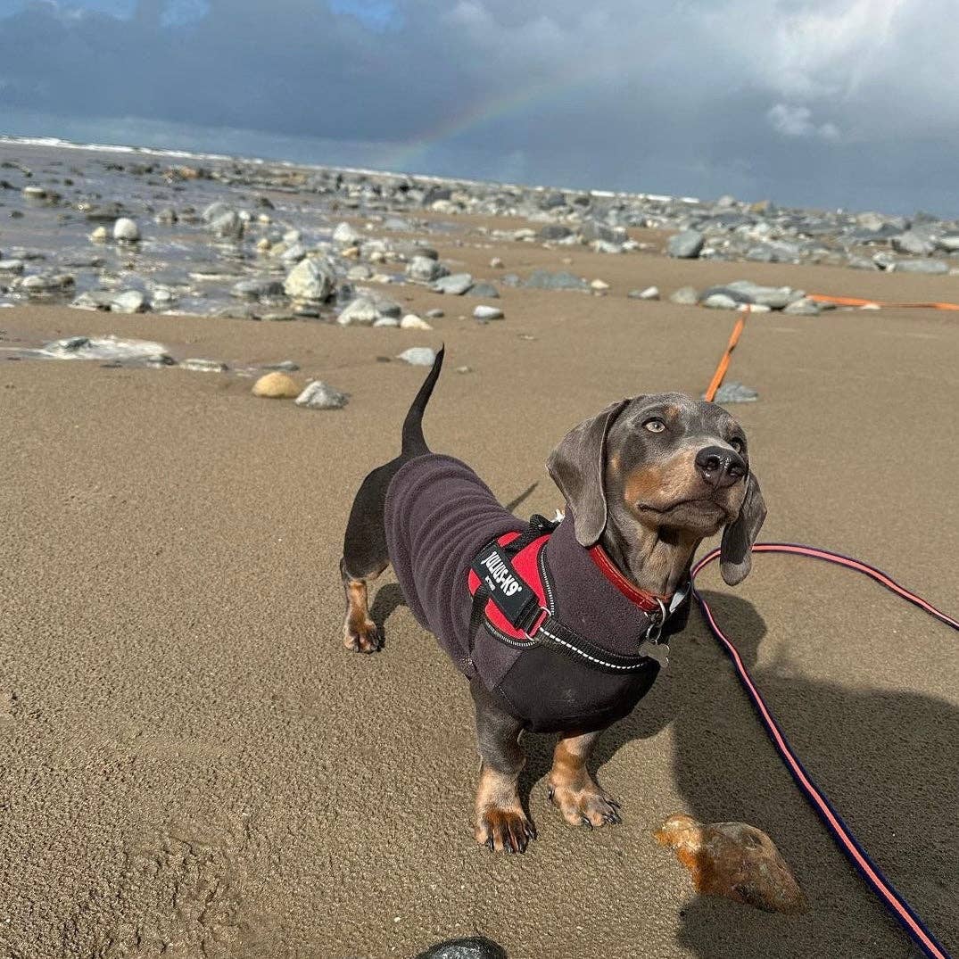 Doghouse – Engroshandel Sweater - Hund – Dachshund fleecetrøje med vandtæt mavepanel4