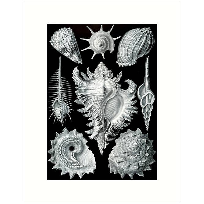 Haeckel 53 | Blank Greeting Card for wholesale by Lucca Paperworks