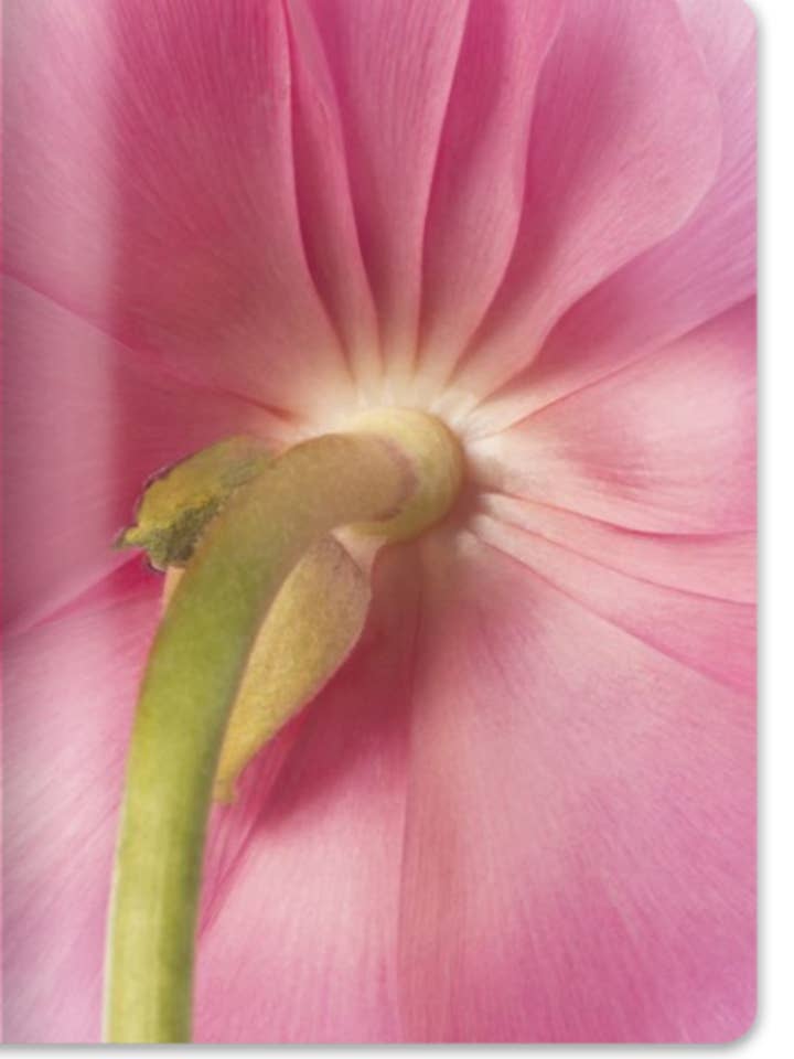 Jornal de capa mole floral | NOVO por atacado de Talfoto Studio