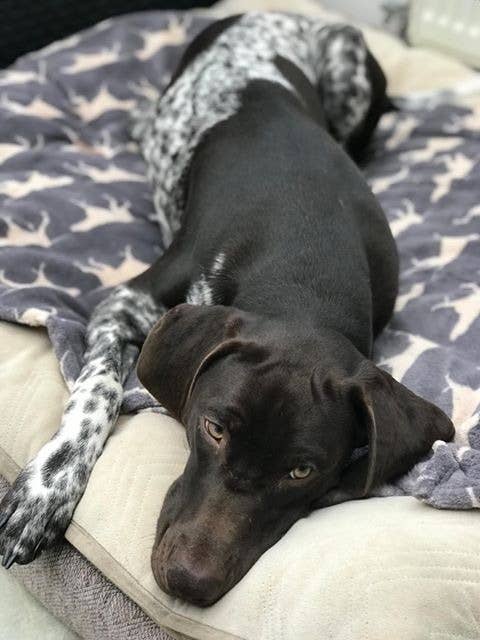 Tall Tails - Venta al por mayor Manta - Perros - Manta para Perro Tall Tails Gris Carbón 76 x 102 cm3