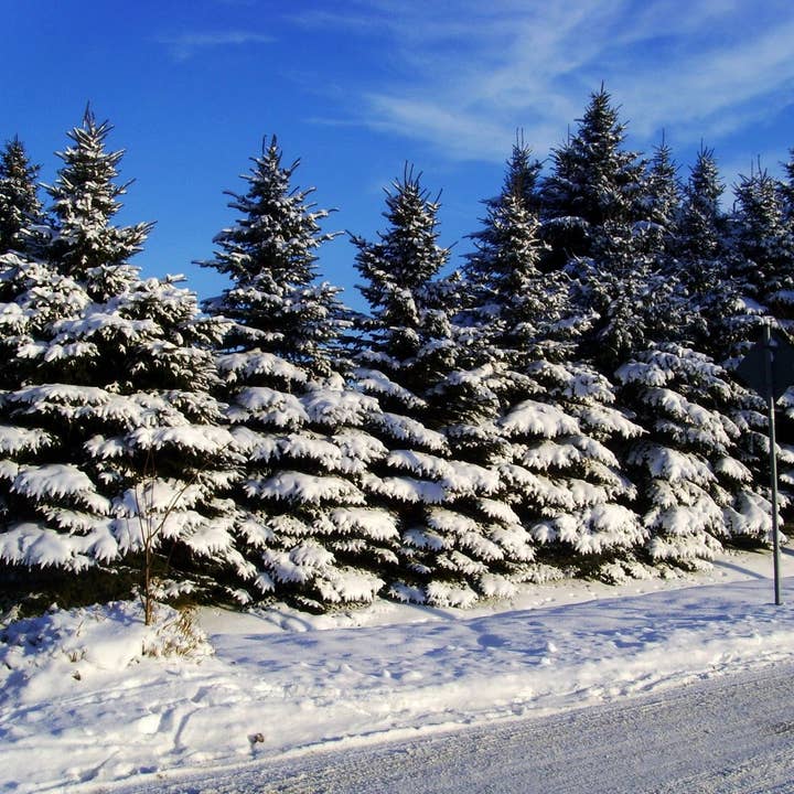 Fraser Fir Incense Sticks for wholesale by Beaches of Tunisia, LLC