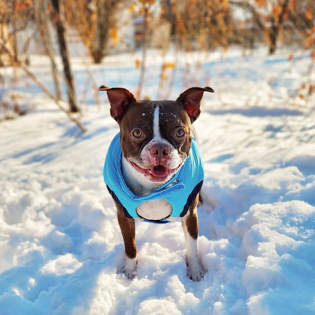 Show & Tail - Wholesale Hondenjas - Hond - The Fur-Ever jas voor honden met faux bontkraag3