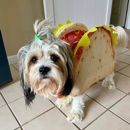 Show & Tail - Vendita all'ingrosso Costume da carnevale - Cani - Costume per cani taco 'Spec-Taco-Ler' - Abbigliamento per animali domestici5