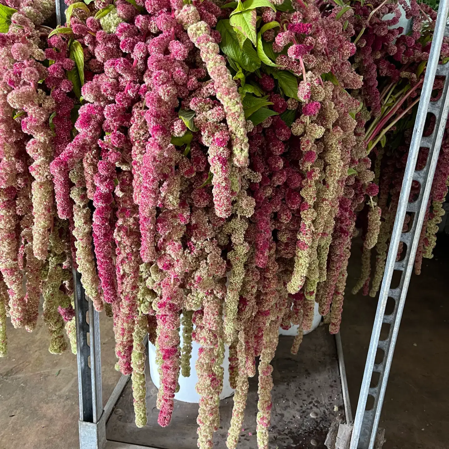 Self-Care Shower - Vente Fleurs fraîches - Fleurs fraîches d'Amaranthus (Pigweed, Love Lies Bleeding)1