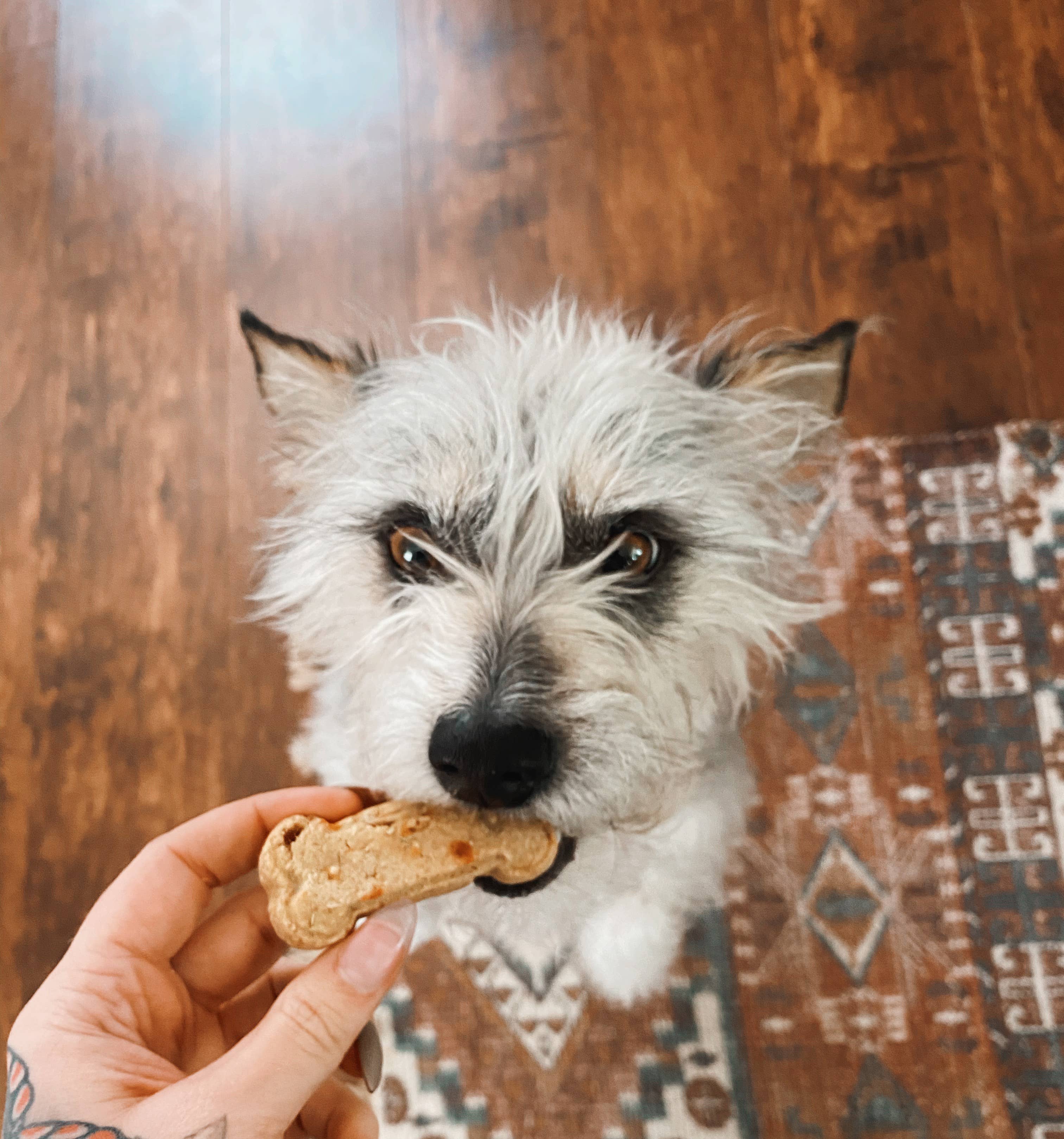 DOGGIE STYLE GOURMET TREATS LLC - Wholesale Pet Treats - Dog - 12oz Variety case of all eight flavors5