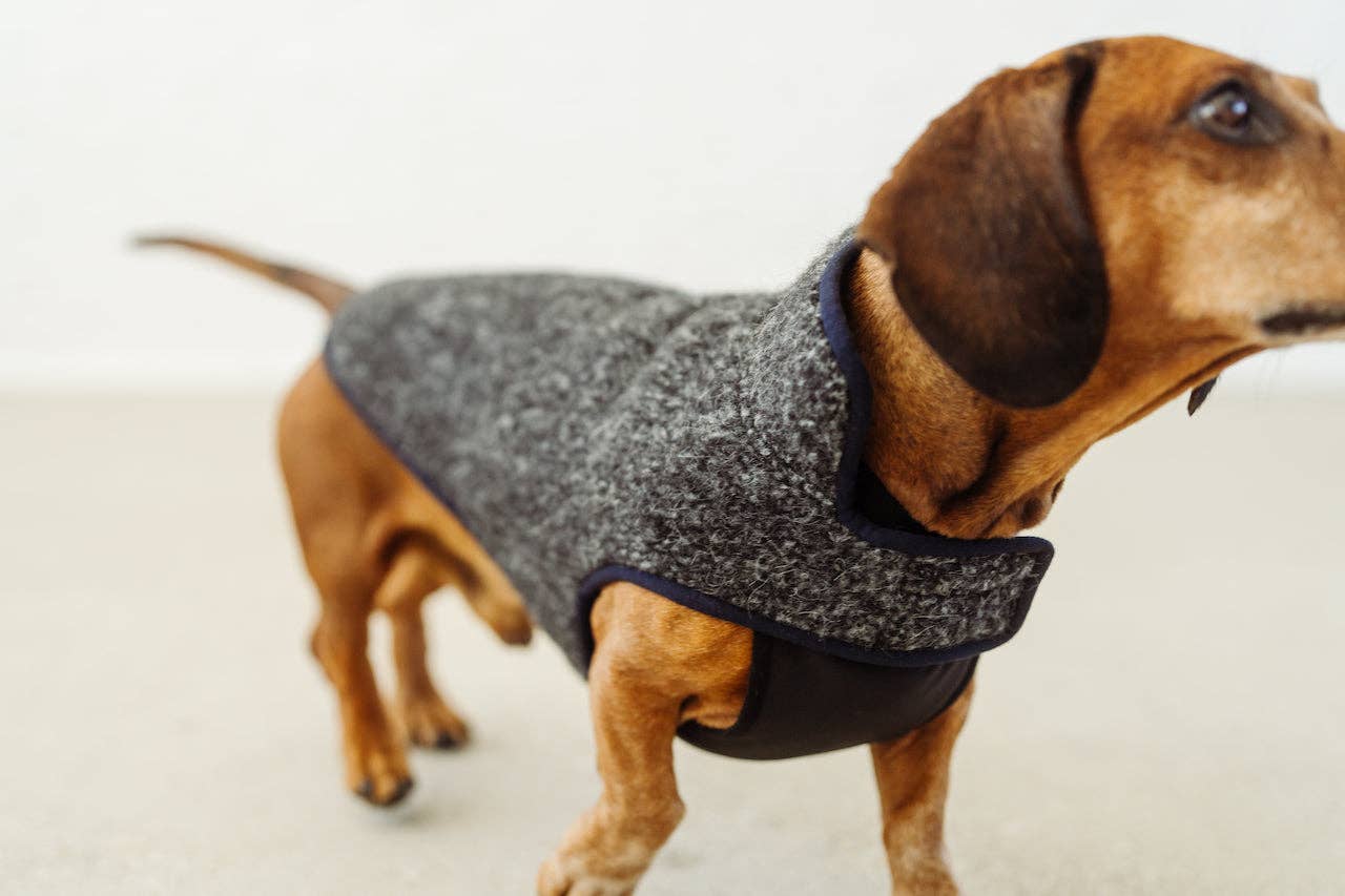 Grey black rim Dachshund coat Pissarro for wholesale on Faire4