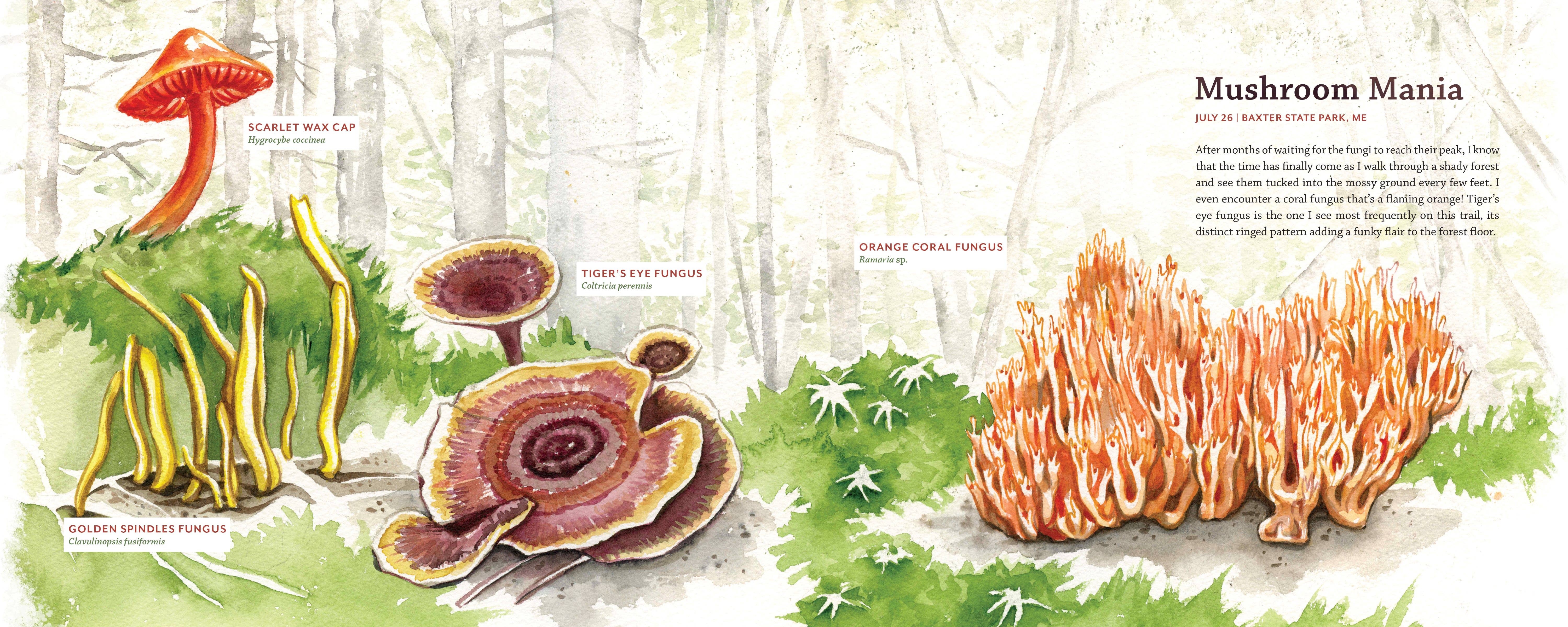 Mountaineers Books - Wholesale Nature & Outdoors - Tiny Worlds of the Appalachian Mountains9