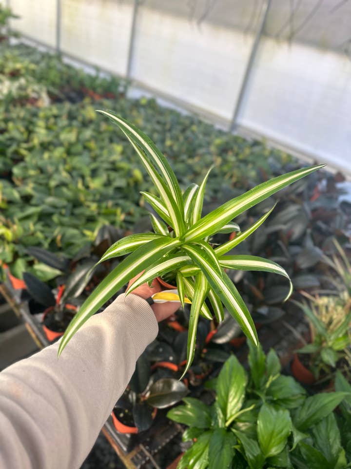 Spider Plant - 4" from MyPlants for wholesale by MyPlants LLC