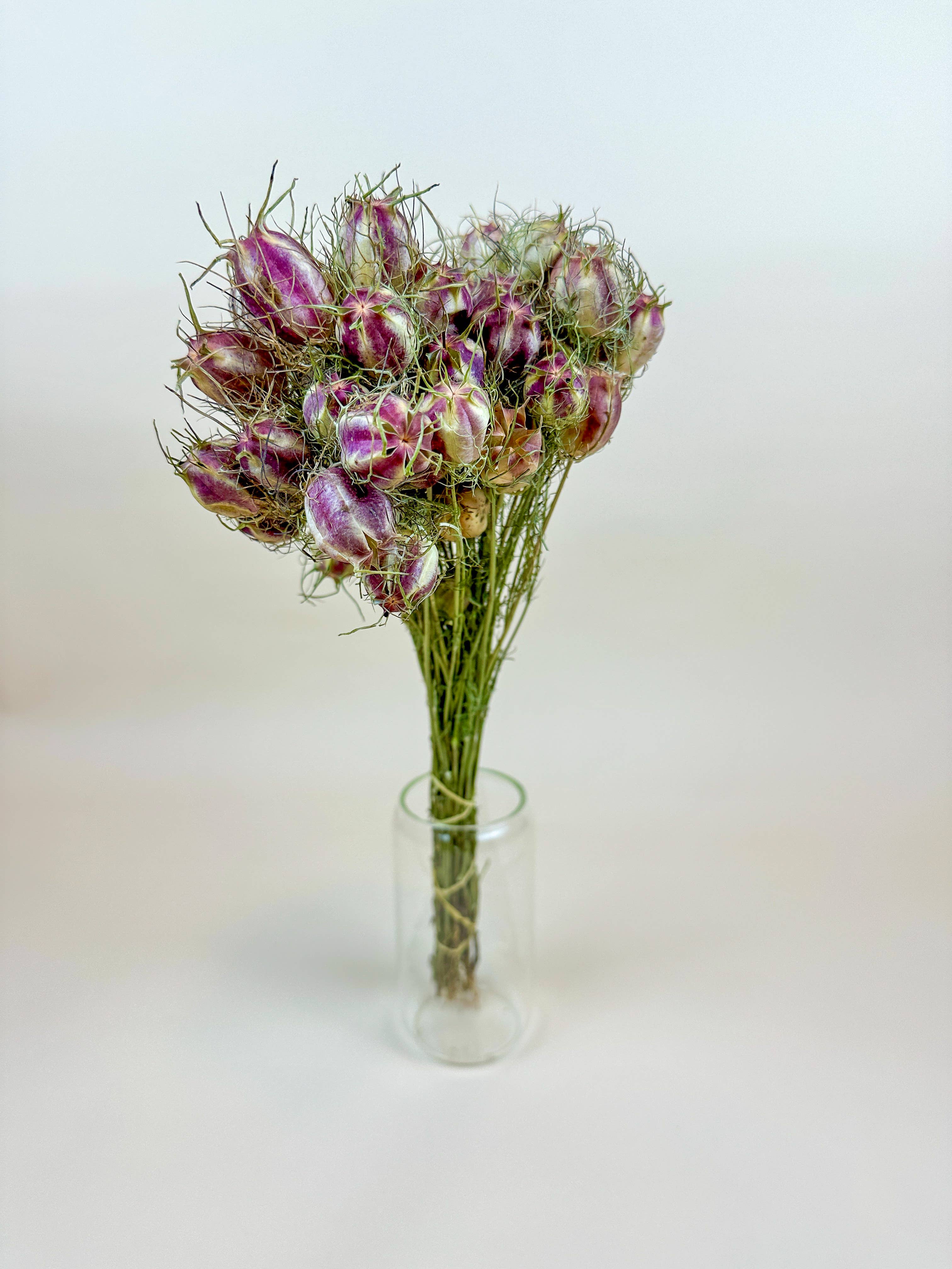 Lovejoy Farms Premium Dried Flowers – wholesale Torkade/pressade blommor – Nigella (Love-in-a-Mist) – Naturligt torkade fröskidor1