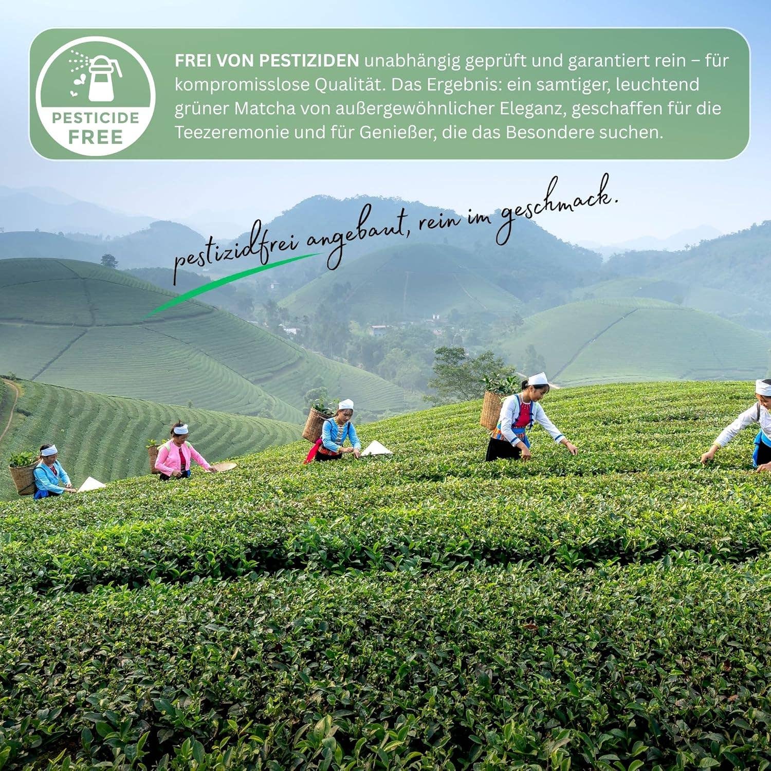 Biomatea - Wholesale Health/Detox Tea - Yozi Premium ceremonial Matcha powder, 30g can, from Kagoshima, high grade, pesticide-free Matcha tea1