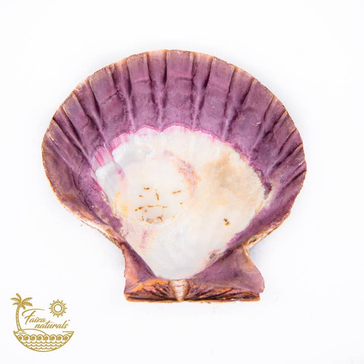 Faiza Naturals - Wholesale Smudge Plate - Lions Paw Shell Smudge Bowls (Large)