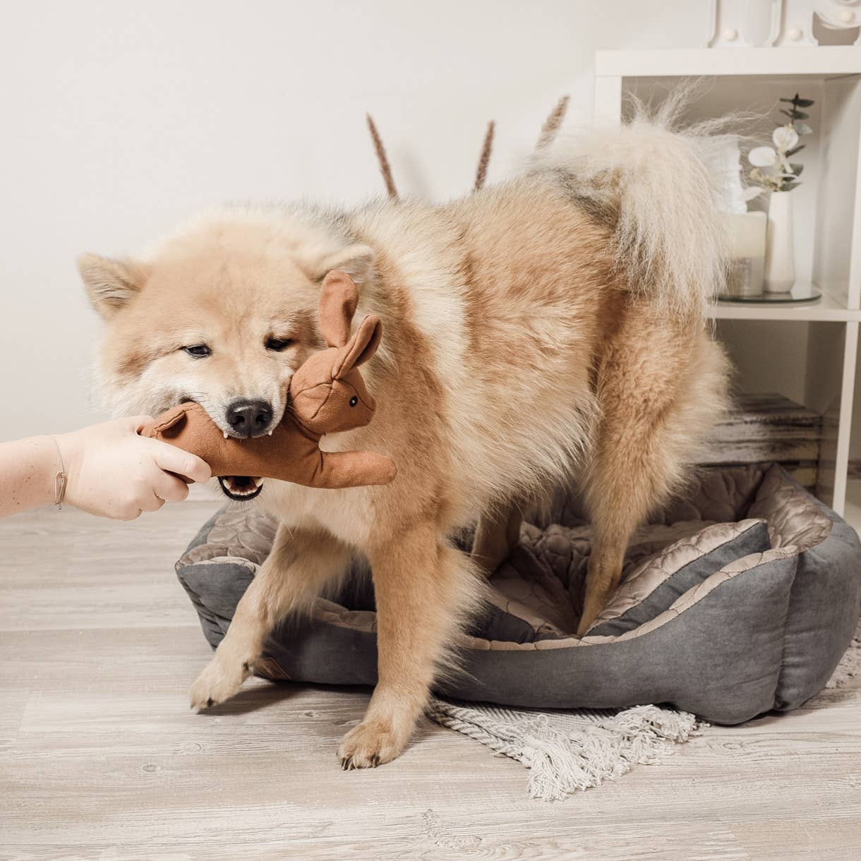 ne&no - Wholesale Pet Plush Toy - Dog - ne&no® Durable Dog Toy with Squeaker - Bunny Haru8