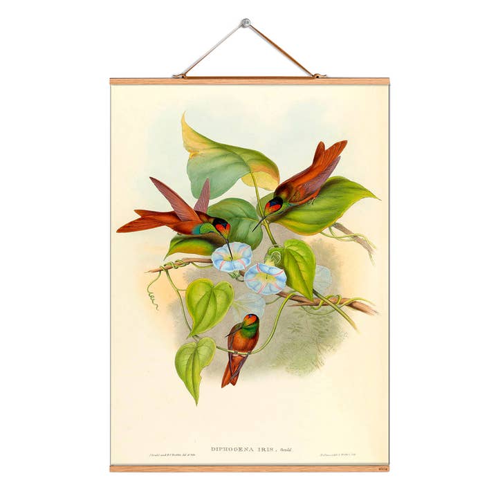 Scroll picture illustration # 045/birds/Andean hummingbird for wholesale by Eicie