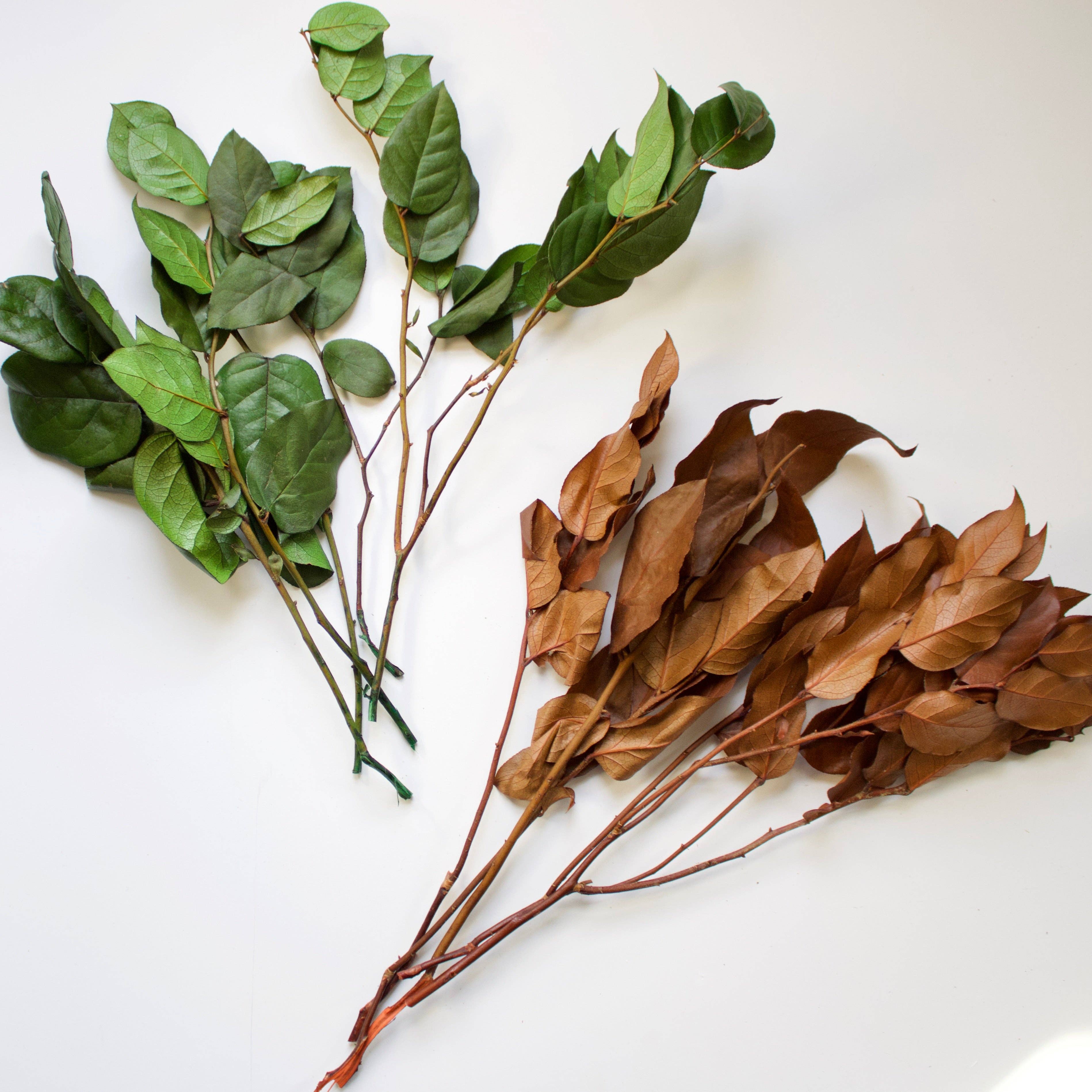 Roxanne's Dried Flowers - Wholesale Dried/Pressed Flowers - Salal (Lemon Leaves) - Preserved2