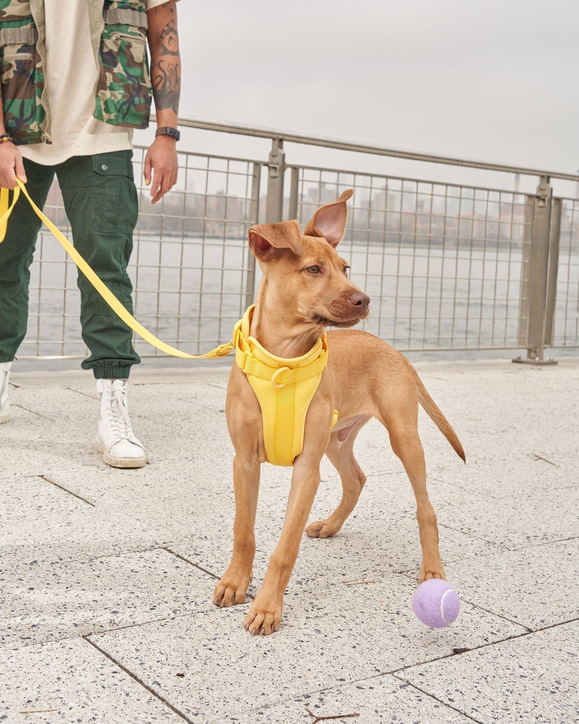 Wild One - Wholesale Pet Harness - Dog - Harness57