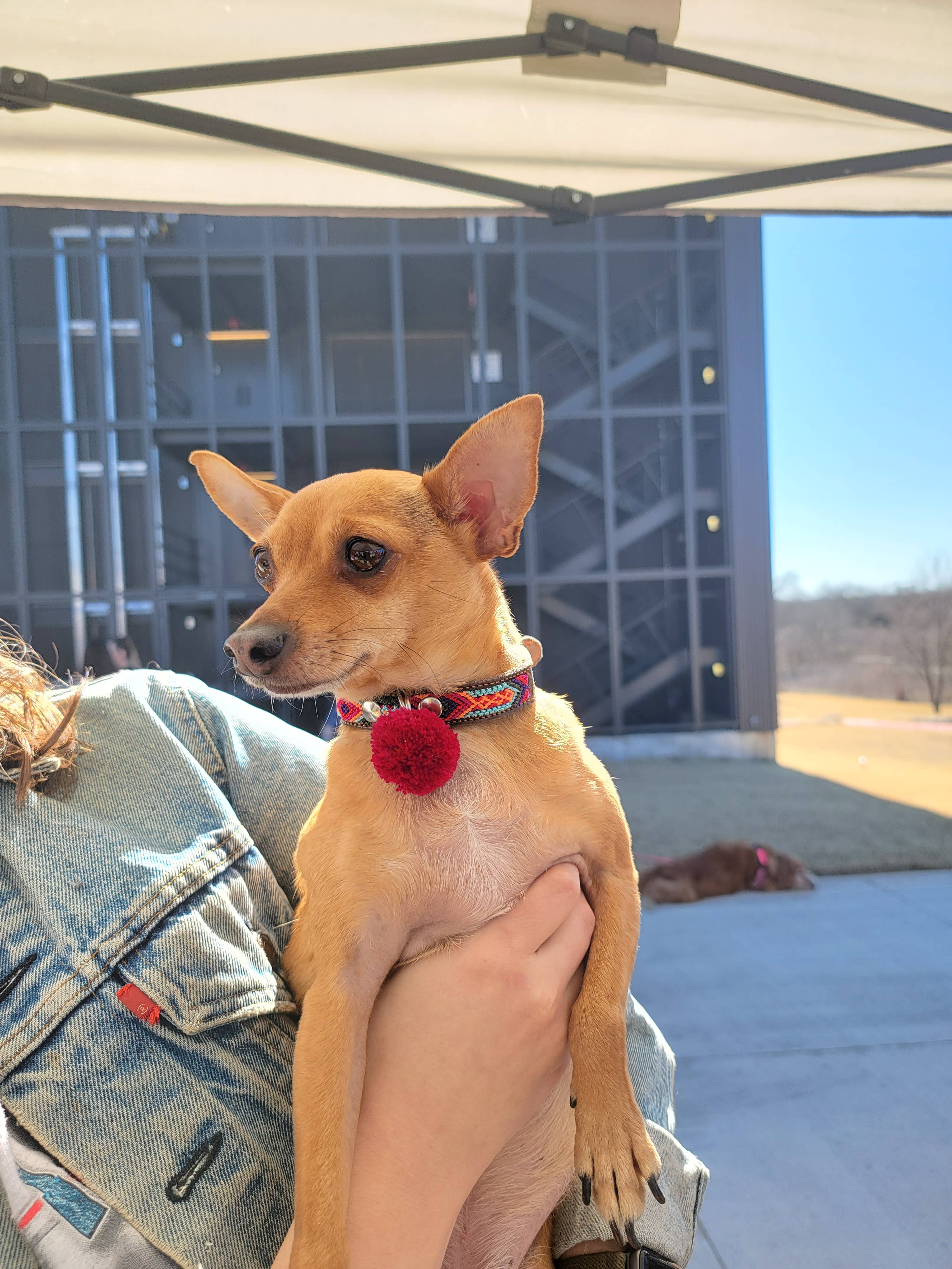 Mom And Pup Co. - Wholesale Pet Collar - Dog - SMALL Mexican Pet Collar - Leather Dog Collar, Boho Collar2