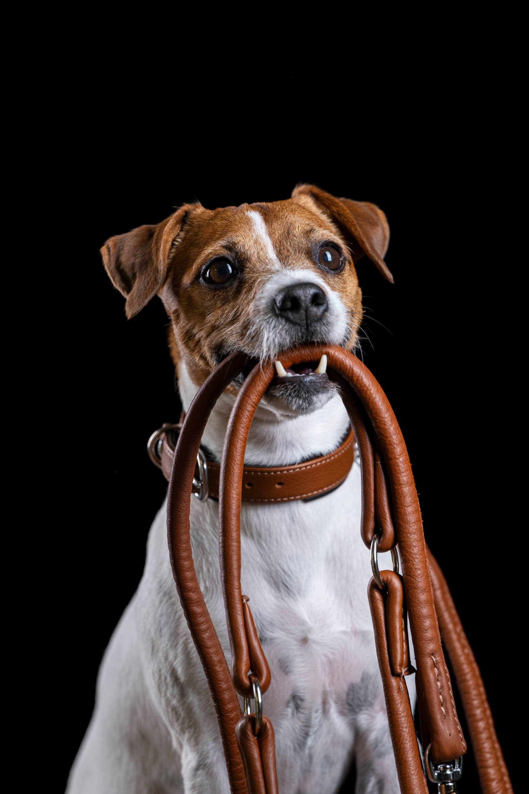 LABONI - Volentis GmbH - Wholesale Pet Collar - Dog - AMICI dog collar24