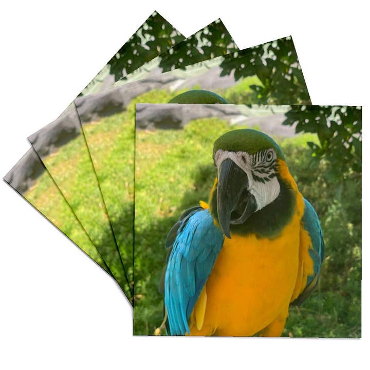 3dRose - Wholesale Coasters - 3dRose, Closeup Macaw, Coaster