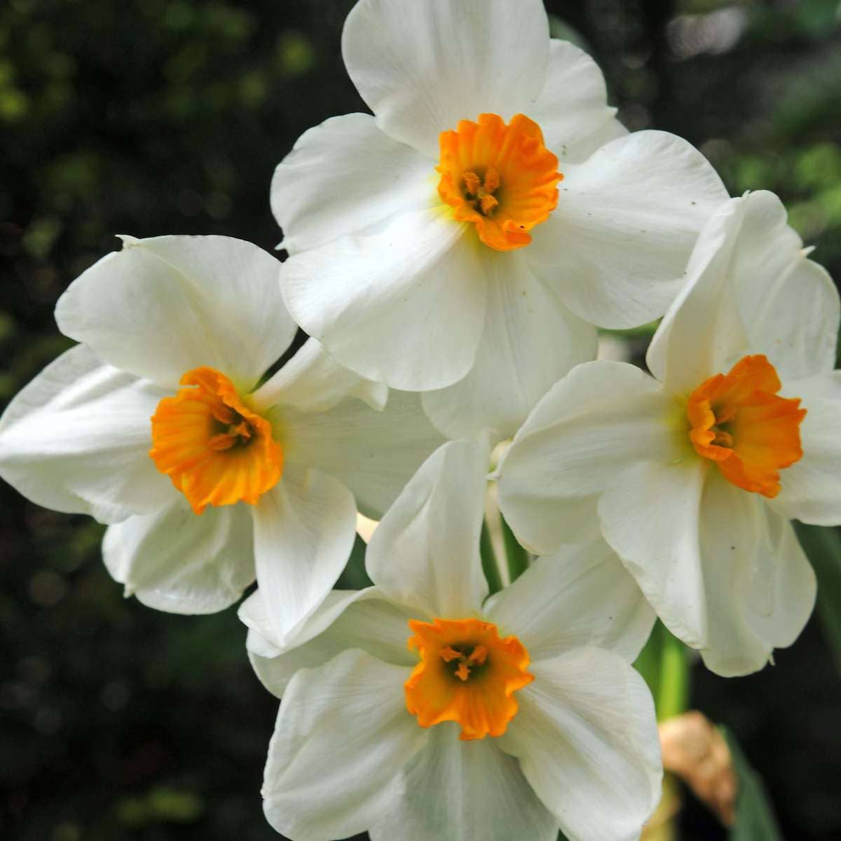 Oasis of Life – Großhandel Pflanzensamen – Blumenzwiebeln Mix  – 35 Blumenzwiebeln für trockene & sonnige Standorte – Mischung aus Tulipa Turkestanica, Allium Atropurpureum & Narcissus Geranium – Pflegeleicht, robust & mehrjährig5