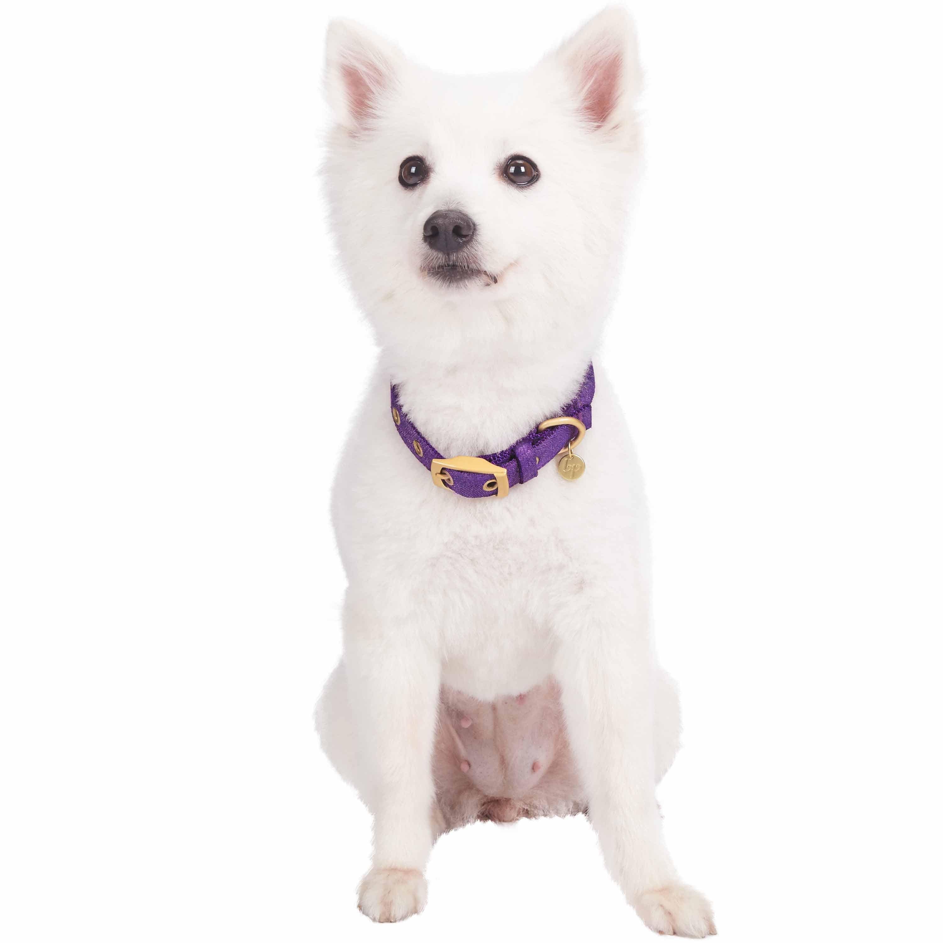 Blueberry Pet – coleira - Cão por atacado – A mais cobiçada designer de fio metálico para cão21