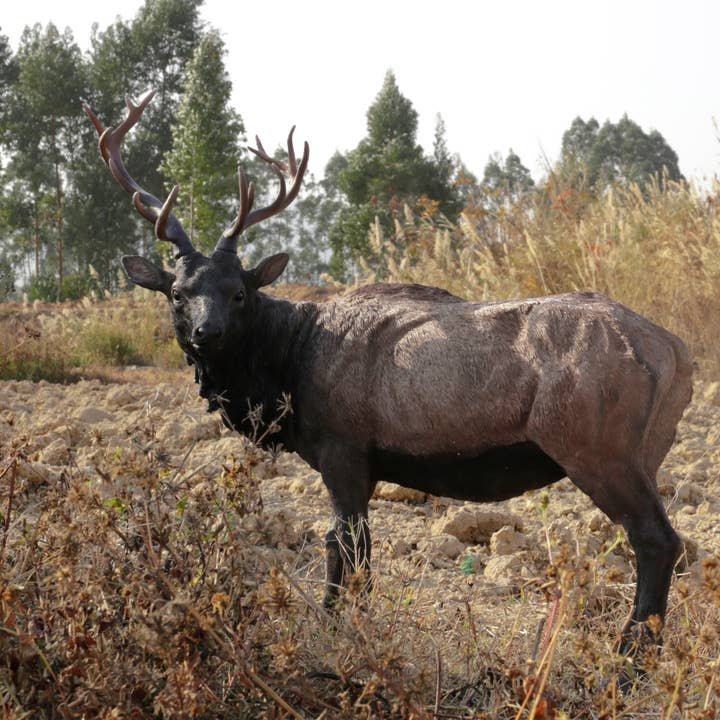 North American Elk Statue for wholesale by Hi-Line Gift Ltd.