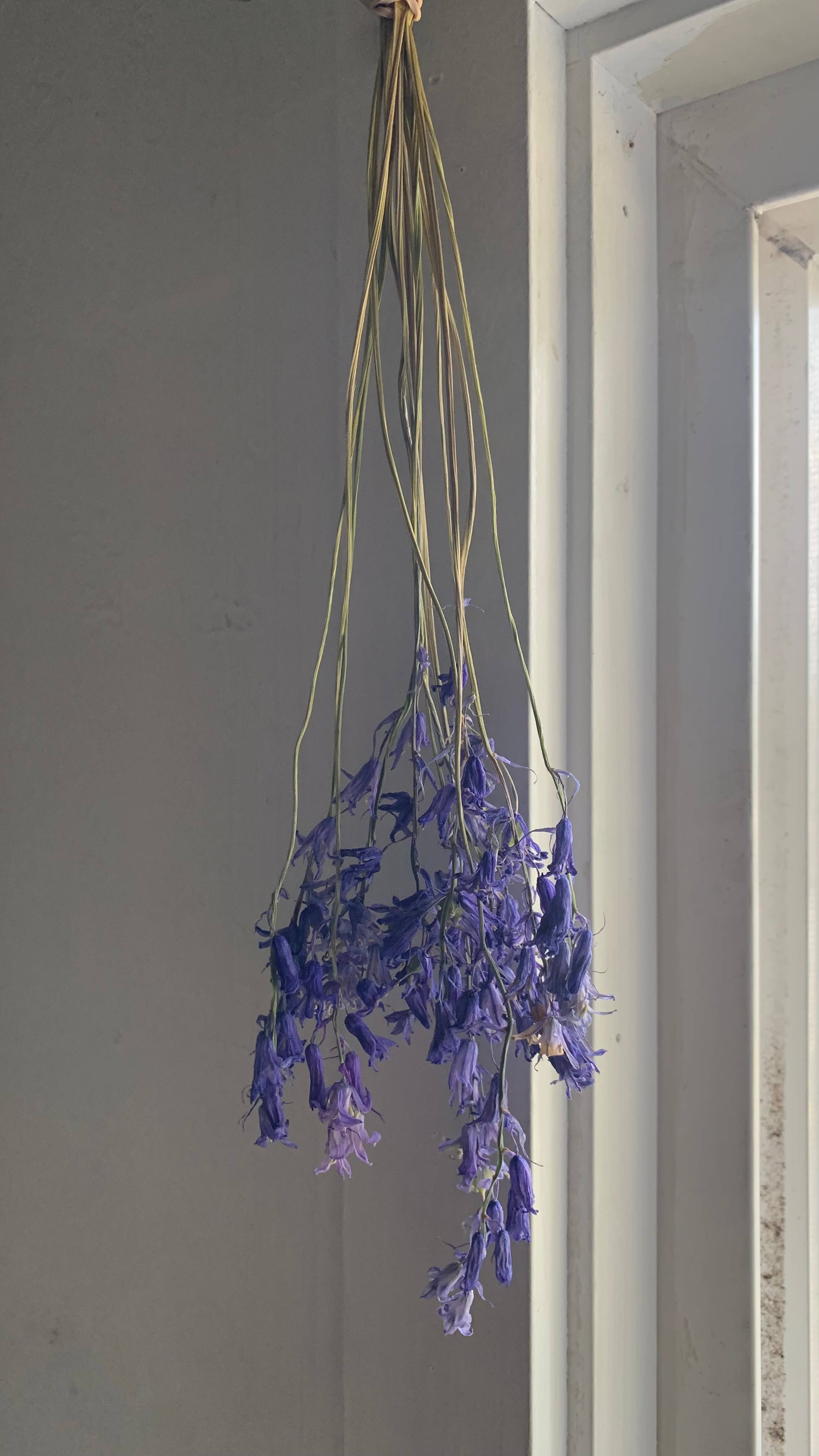 Twig and Snip - Wholesale Dried/Pressed Flowers - Dried Spanish Bluebells- Indigo Blue color5
