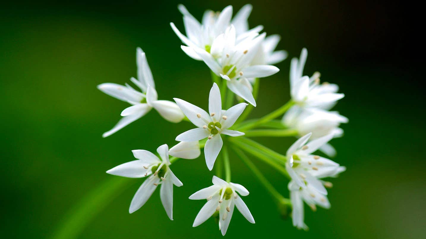 GardenPerspective – wholesale Levande växt – 5 - Vild vitlök Flerårig barrot Levande trädgårdsväxt0