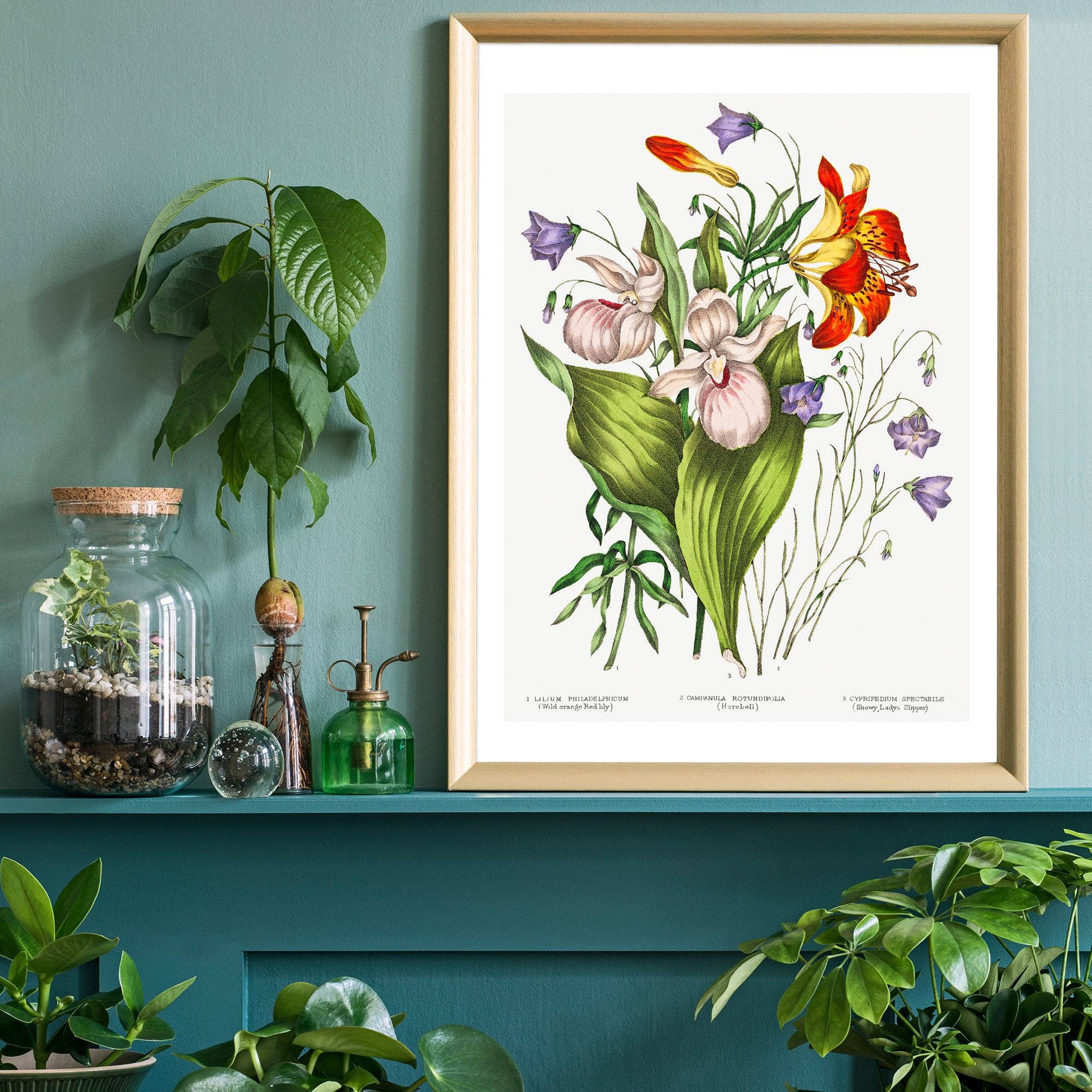 Ink & Drop – wholesale Art print – Canadian Wild Flowers Antique Illustration Print1