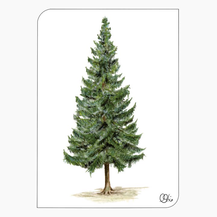 Nadelbaum Postkarte - grüne Fichte - Aquarell - Arboretum für den Großhandel von christine wiegelmann design