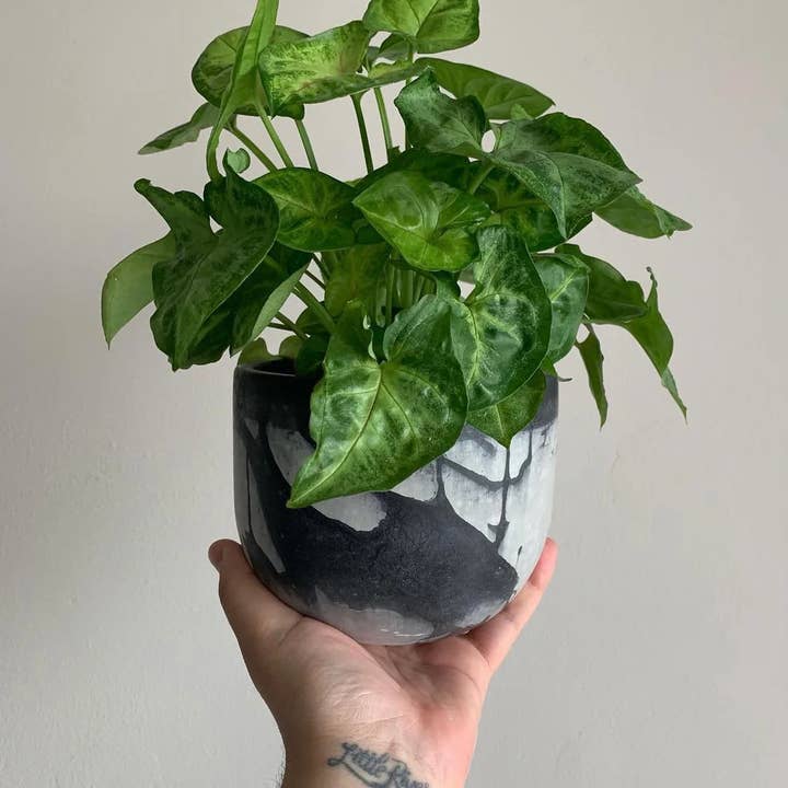 Queen City Crete - Venta al por mayor Macetas - Bruce Maceta 4"3