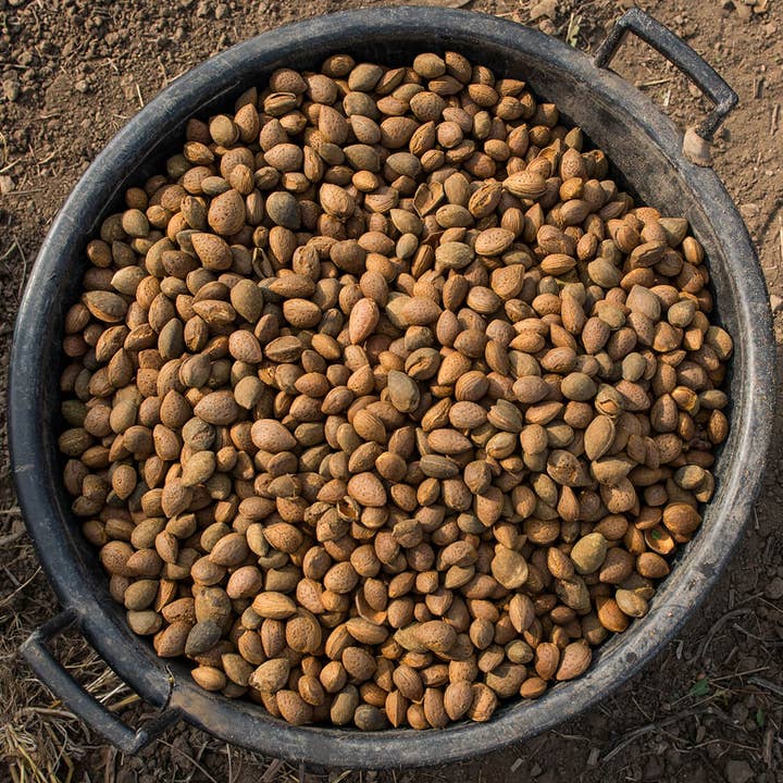 Terradiva Azienda Agricola Biologica - Wholesale Nuts - Organic shelled almonds - premium quality