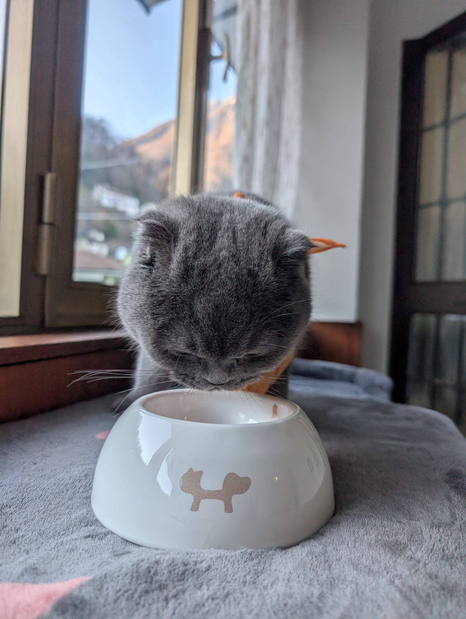 United Pets - Wholesale Pet Bowl - Cat/Dog - Extra small ceramic bowl for cats and dogs12