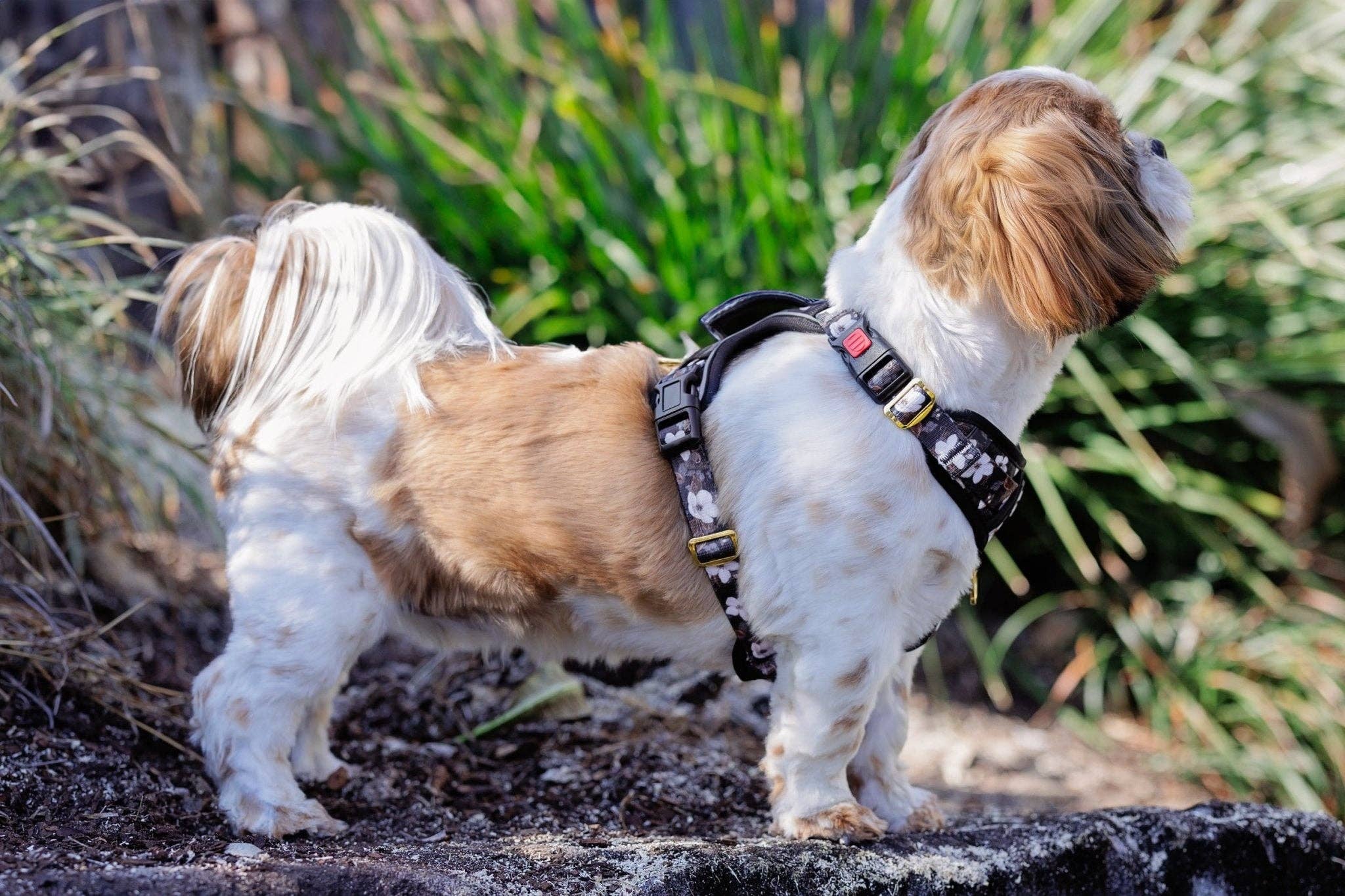 Dizzy Dog Collars - Wholesale Pet Harness - Dog - No Pull Dog Harness | Step in | Reflective | Heavy Duty | Easy Reach Handle | Midnight Cherry Blossoms7