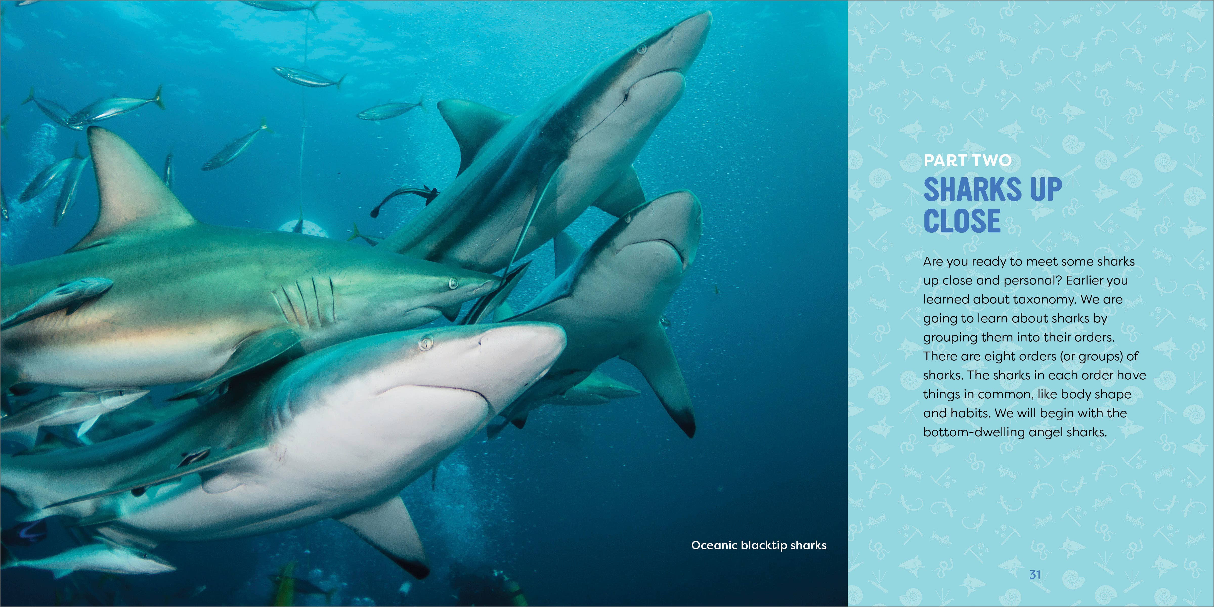 Sourcebooks - Wholesale Nature & Outdoors - Sharks for Kids1