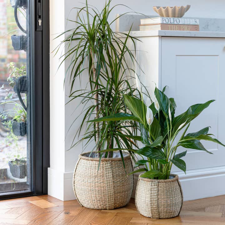 Pando Seagrass Lined Indoor Basket Planter Set of 2 for wholesale by Ivyline