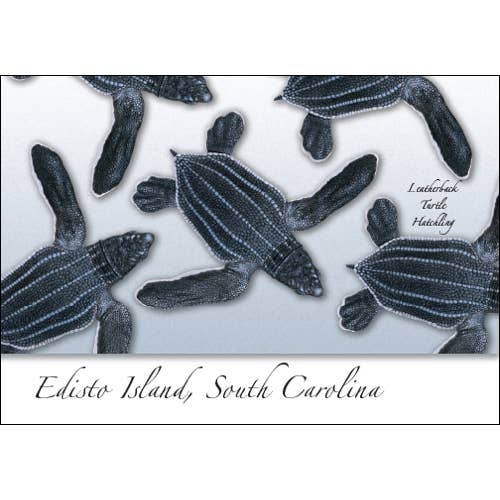 Leatherback Hatchlings for wholesale by Earth Sky + Water
